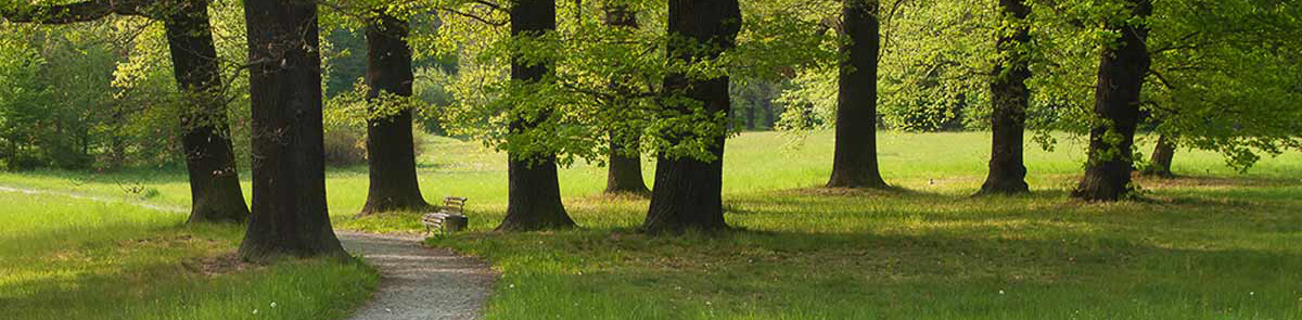 Parkbank zwischen Bäumen